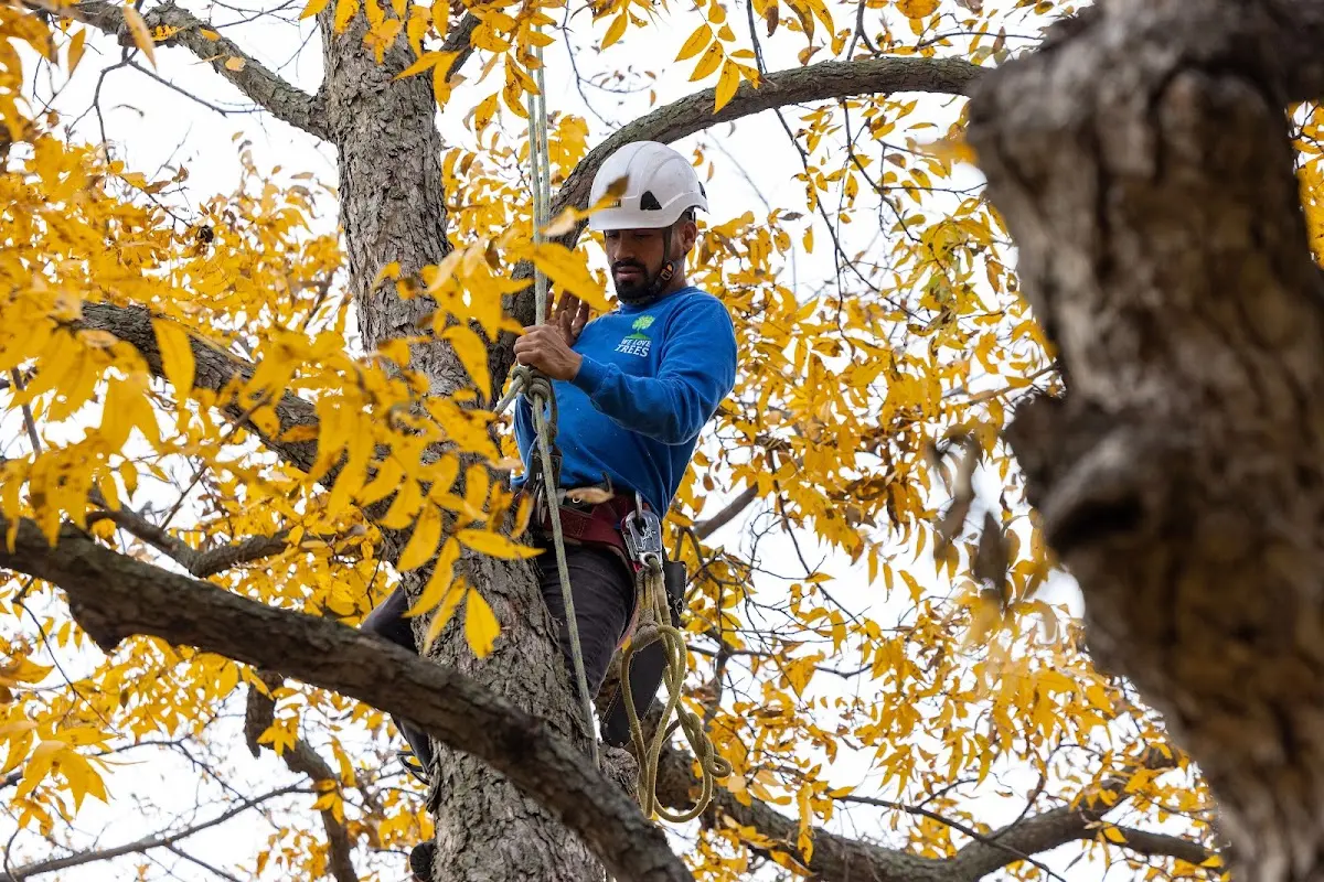 Skilled Tree Trimming crew working in Underwood